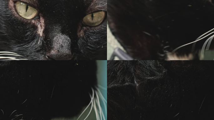黑猫的脸特写
