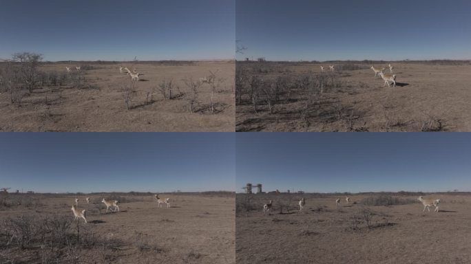 野生动物 傻狍子 鹿 动物群 藏原羚