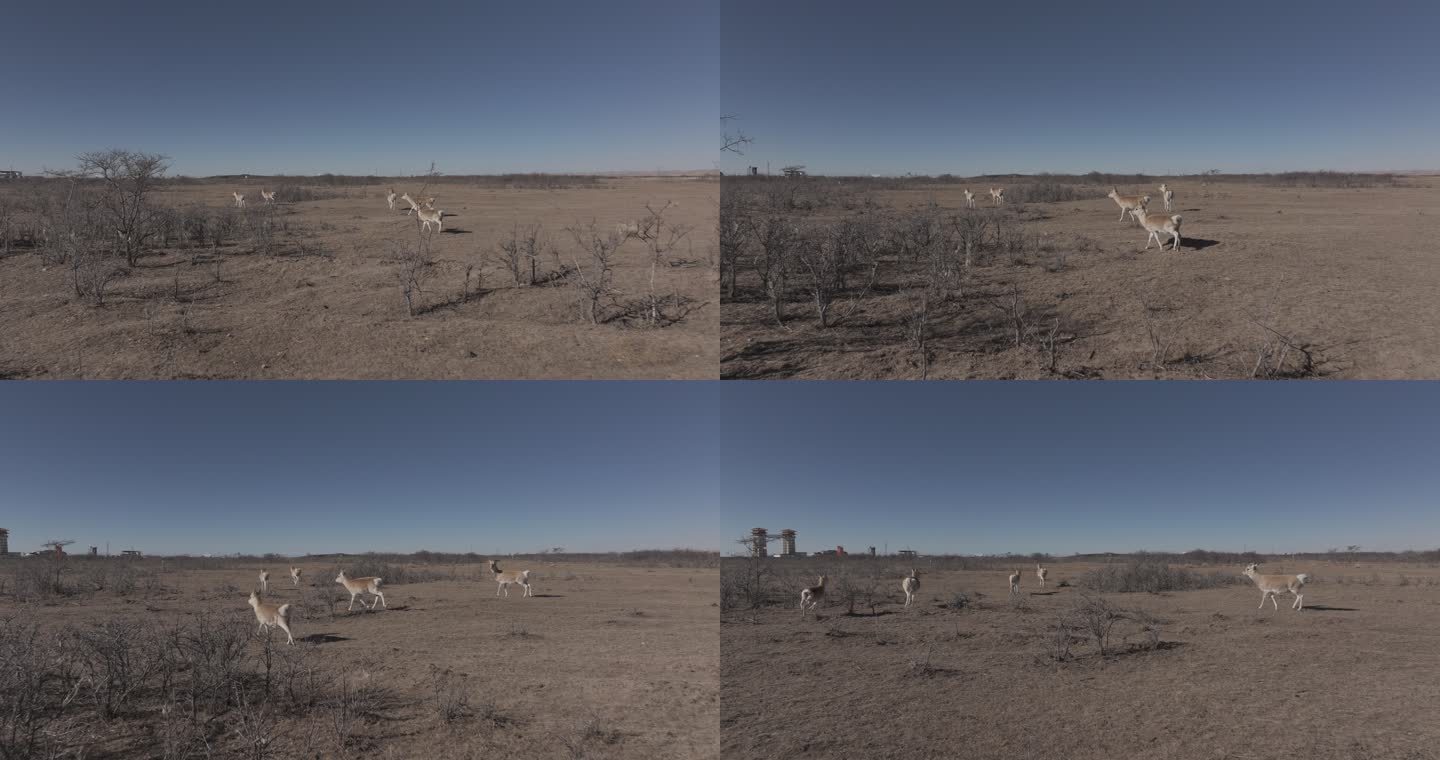 野生动物 傻狍子 鹿 动物群 藏原羚