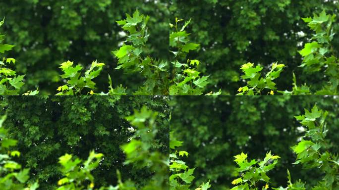 雨中森林 雨滴落在树叶上