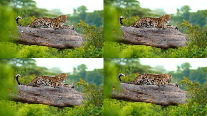 优雅的豹子栖息在坦桑尼亚野生栖息地的原木上。捕食者在丛林的树枝上休息
