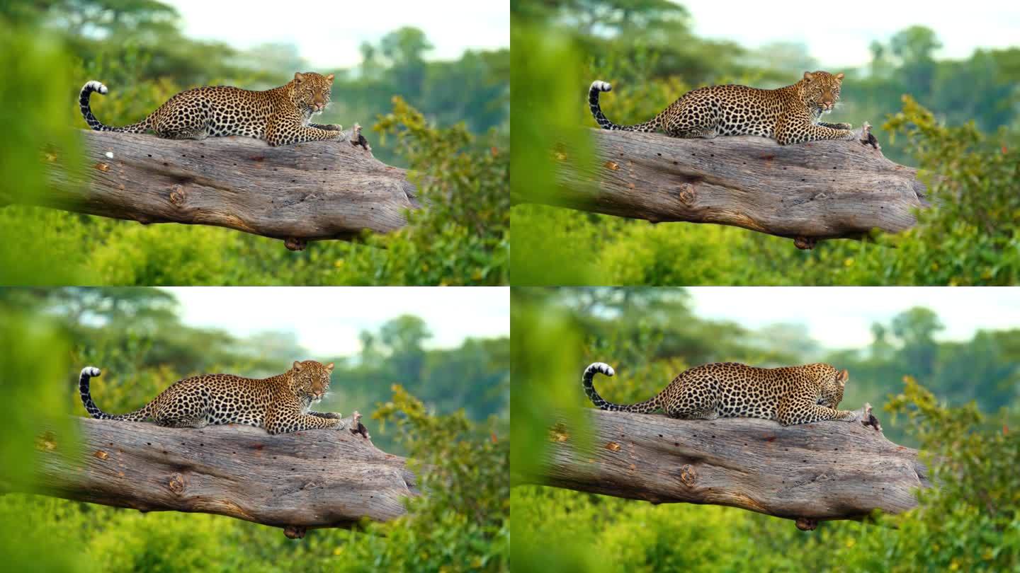 优雅的豹子栖息在坦桑尼亚野生栖息地的原木上。捕食者在丛林的树枝上休息