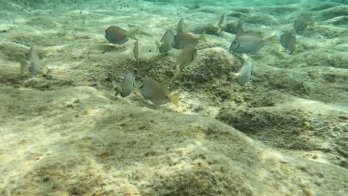 珊瑚礁，圣约翰，美属维尔京群岛。