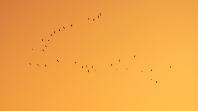 夕阳下，海鸥编队飞翔