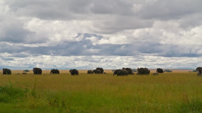 在塞伦盖蒂国家公园，非洲大象和田园诗般的草地景观。坦桑尼亚森林里的一群大象在多云的天空下