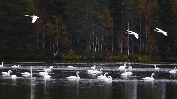 芬兰拉普兰湖中的大天鹅群
