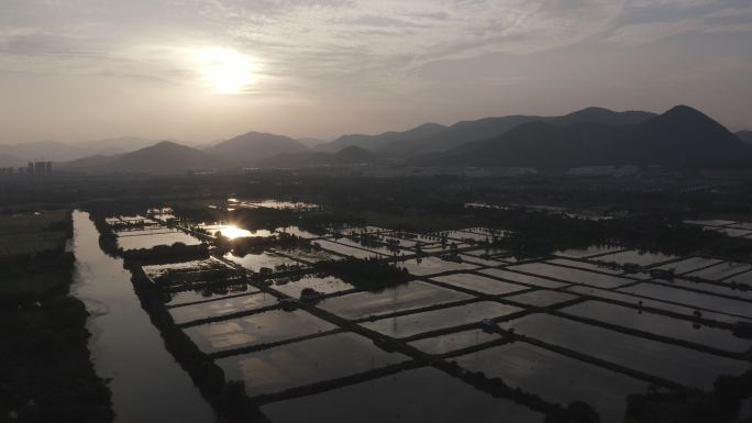 夕阳下的稻田