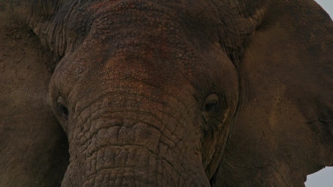 塞伦盖蒂国家公园里大象的鼻子和头优雅地吃草的特写。坦桑尼亚森林中厚皮动物的细节