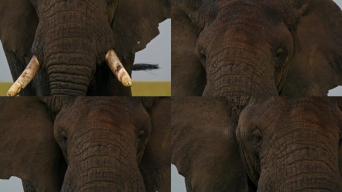 塞伦盖蒂国家公园里大象的鼻子和头优雅地吃草的特写。坦桑尼亚森林中厚皮动物的细节