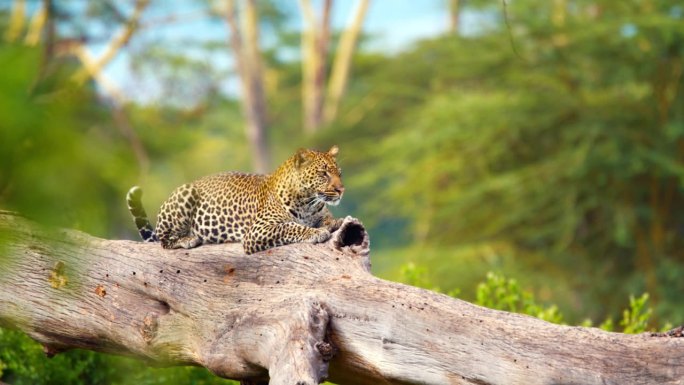慢动作豹懒洋洋地躺在坦桑尼亚林地的树枝上。在异国情调的非洲森林里，有斑点的猫在树干上休息