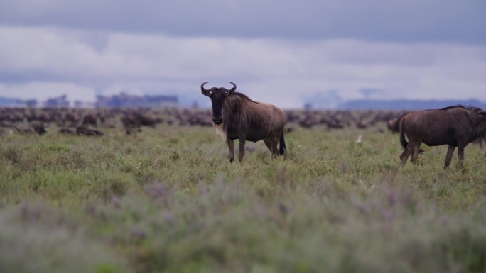 在郁郁葱葱的坦桑尼亚森林中心，角马在生机勃勃的绿色广阔土地上吃草。一群牛在青翠的草地上吃草