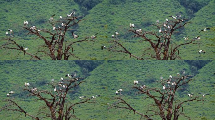 活力四射的黄嘴鹳优雅地栖息在一棵高耸而死气沉沉的树上。在坦桑尼亚的森林里，光秃秃的树上画满了鸟群
