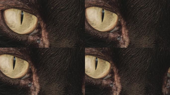 一只黑猫的黄色眼睛特写