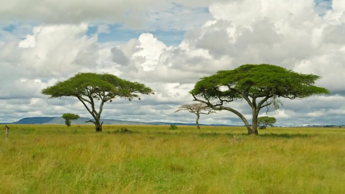 坦桑尼亚森林草地上的金合欢树的风景。平移镜头，郁郁葱葱的牧场和树木映衬着戏剧性的天空