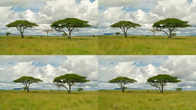 坦桑尼亚森林草地上的金合欢树的风景。平移镜头，郁郁葱葱的牧场和树木映衬着戏剧性的天空