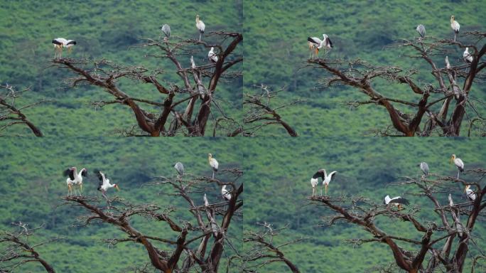在坦桑尼亚茂密的森林里，栖息在光秃秃的树上的黄嘴鹳。一群鸟儿栖息在一棵枯树上，用大自然精妙的笔触描绘