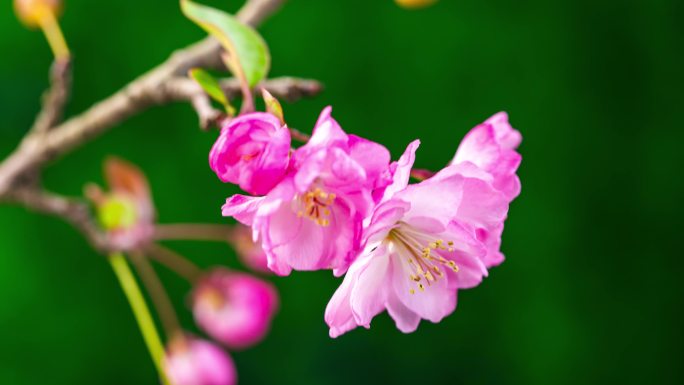 垂丝海棠 西府海棠 花开延时 花开过程