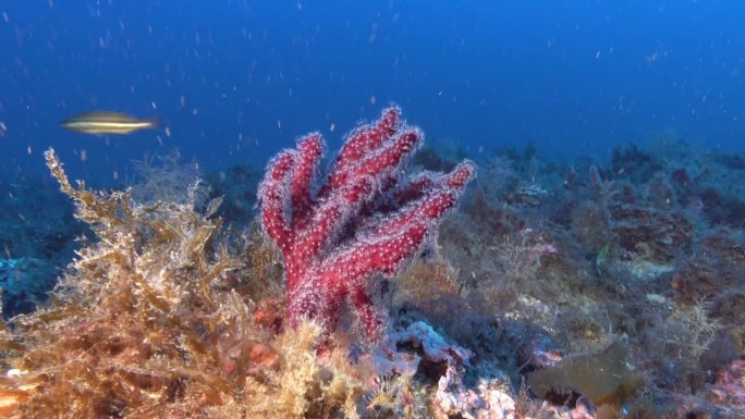 深水下-红色小柳珊瑚-软珊瑚- 45米深