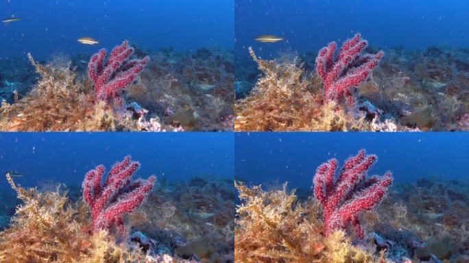 深水下-红色小柳珊瑚-软珊瑚- 45米深