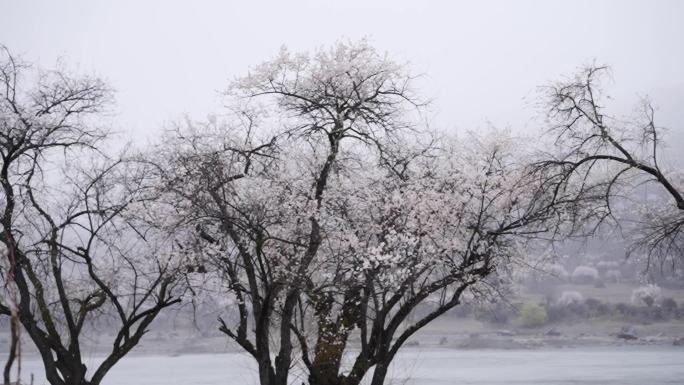 西藏林芝雪中桃花4k