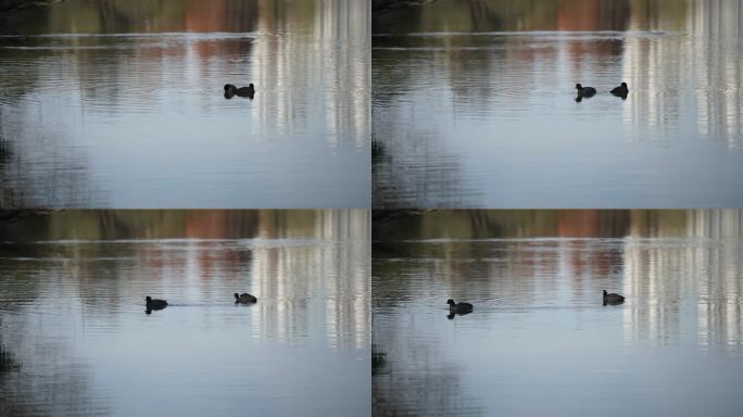 水面上两只觅食的野鸭子