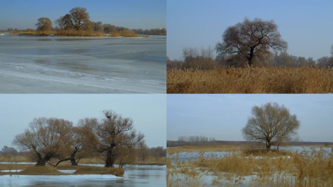 湿地枯树芦苇蒲草冬季升温冰河融化