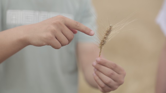 水稻 粮食 稻谷