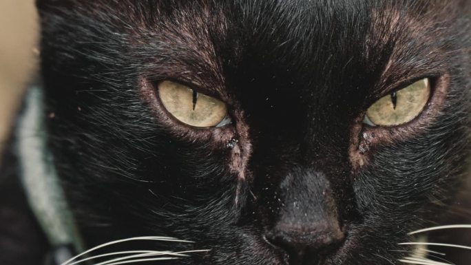 黑猫的眼睛特写