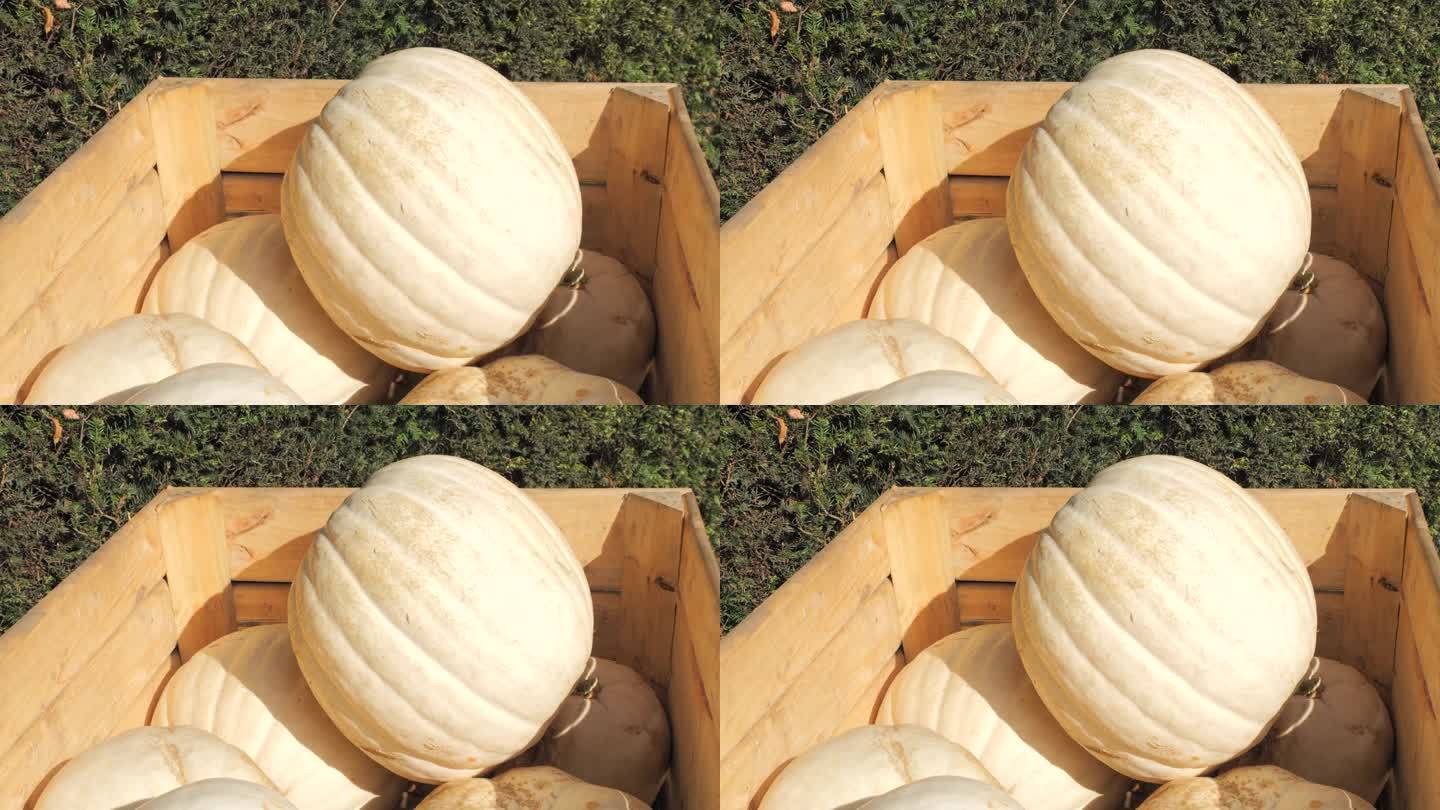 秋季市场上许多成熟的大白南瓜装在木箱里