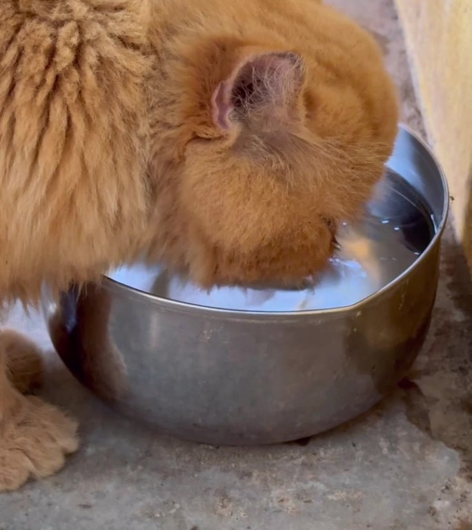 养猫喝水。