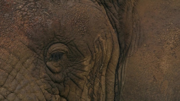 威严的大象深情地凝视着它的眼睛特写。大象视力的细节镜头