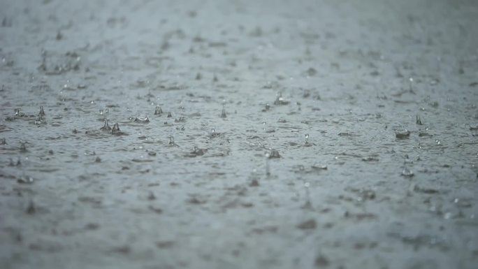 雨 植物 绿色 小雨 下雨