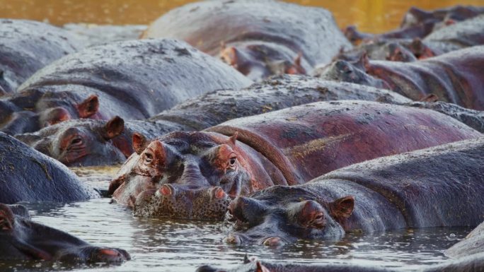 塞伦盖蒂国家公园里，一群河马惬意自在地沉浸在平静的河水中。河马在坦桑尼亚宁静的海水中放松。