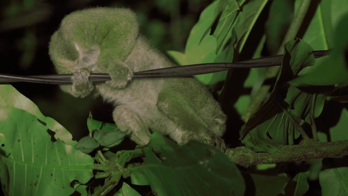 在树上的苏门答腊懒猴