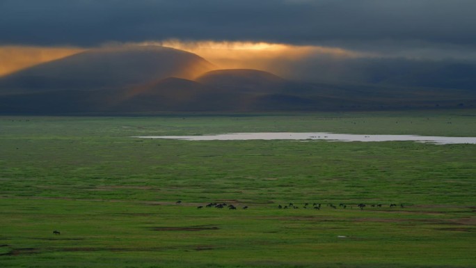 远观角马在坦桑尼亚森林的草地上吃草，天空引人注目。一群牛在宁静的森林里吃着嫩绿的食物