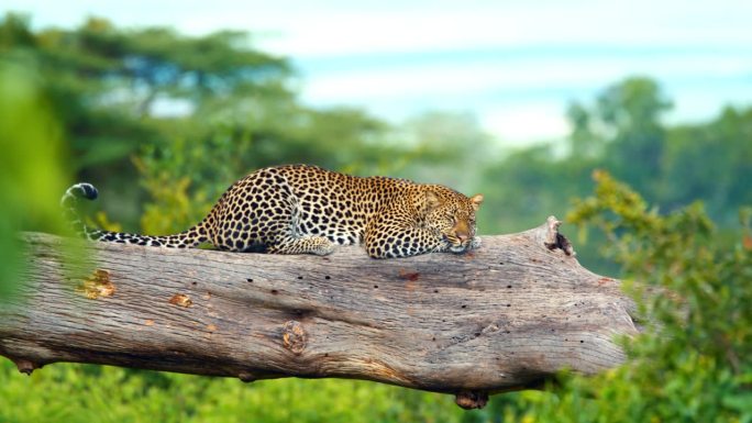 非洲豹懒洋洋地躺在坦桑尼亚树林里的大树枝上。美丽的猫咪在树枝上放松