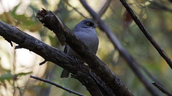 黄眼Junco，亚利桑那州