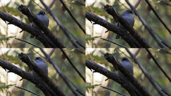 黄眼Junco，亚利桑那州