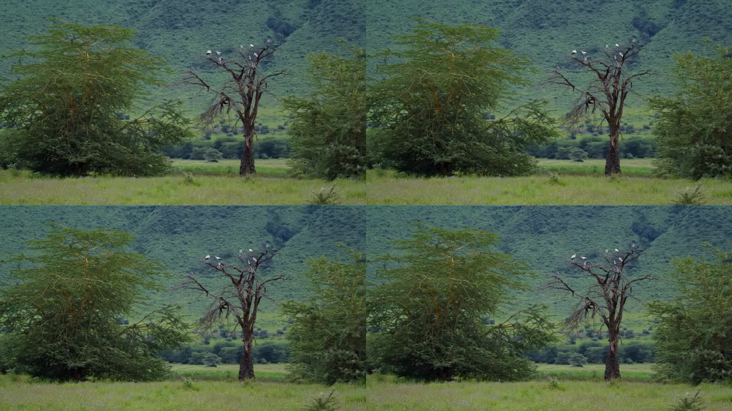 一群鸟栖息在坦桑尼亚森林中郁郁葱葱的一棵光秃秃的树上。绿树成荫的美景映衬着青山。