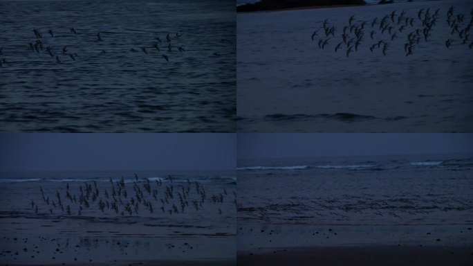 夜晚的大海 群鸟飞翔