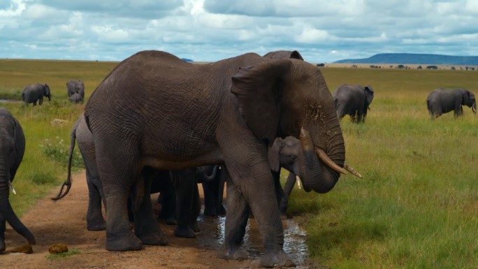 在塞伦盖蒂国家公园，一群非洲象在泥浴。大象在坦桑尼亚森林的草地上