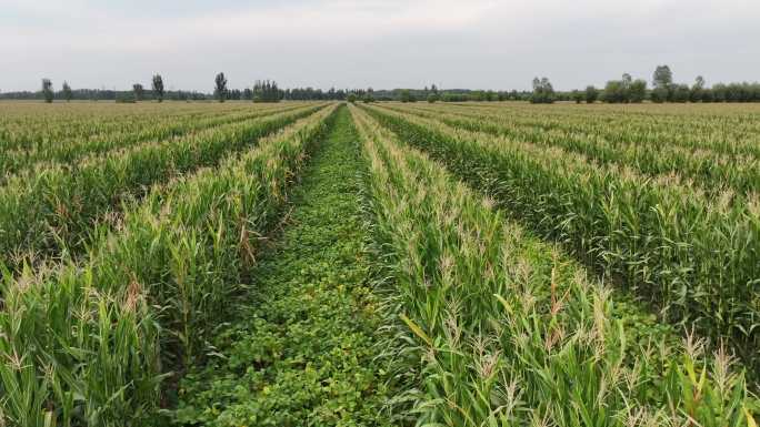 大豆玉米带状复合种植航拍特写