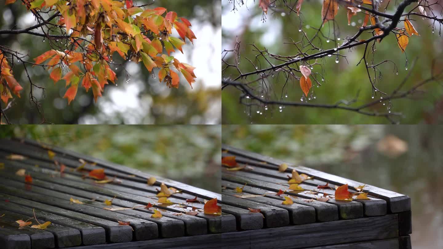 雨后公园条凳上的落叶