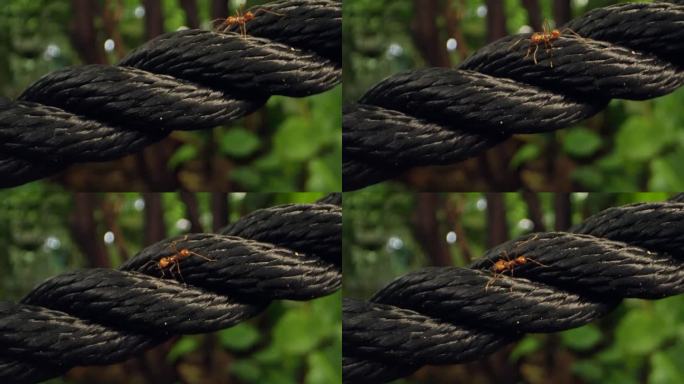 切叶蚁在黑色尼龙绳上的特写