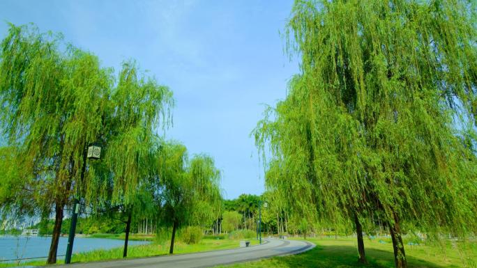 南宁南湖公园湖边柳树随风摆动合集