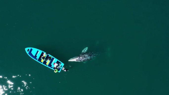 灰鲸在海面上的船附近游泳的鸟瞰图