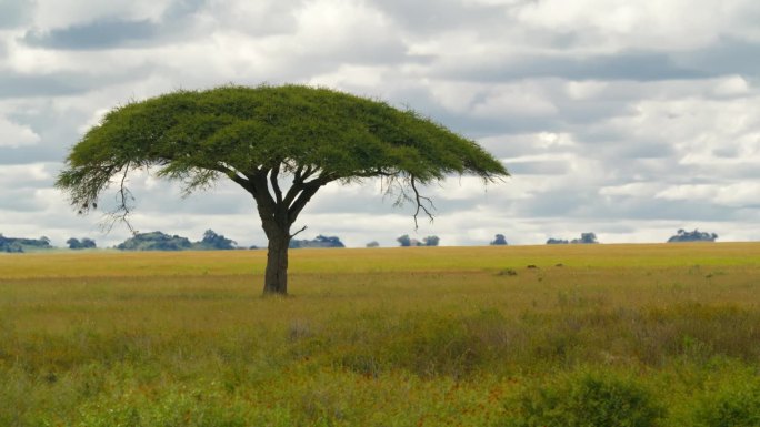 SLO莫风景金合欢树在广阔的草地景观。在塞伦盖蒂国家公园郁郁葱葱的雄伟的树