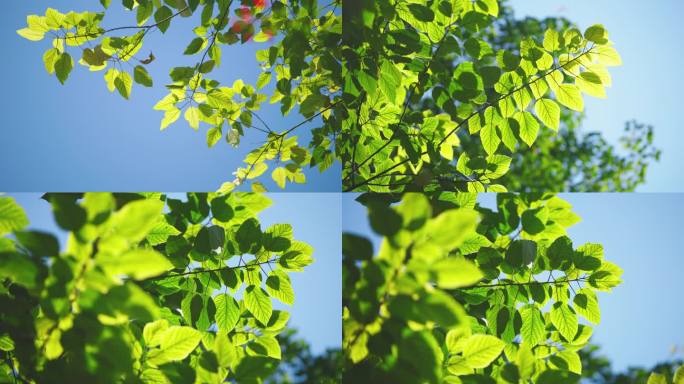 树叶树枝阳光下随风摆动