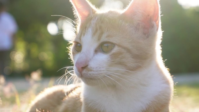 一只小猫正坐在绿草地上。一只小猫在阳光下在草地上奔跑。国内的动物。可爱有趣的猫在家里。