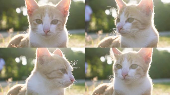 一只小猫正坐在绿草地上。一只小猫在阳光下在草地上奔跑。国内的动物。可爱有趣的猫在家里。